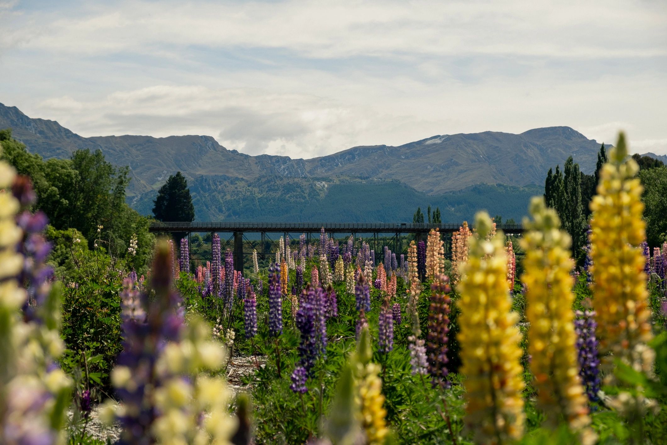 Blooming landscaped garden with scenic outlook