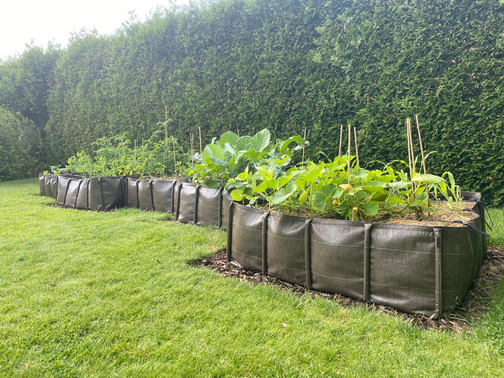 Healthy raised garden bed with thriving plants