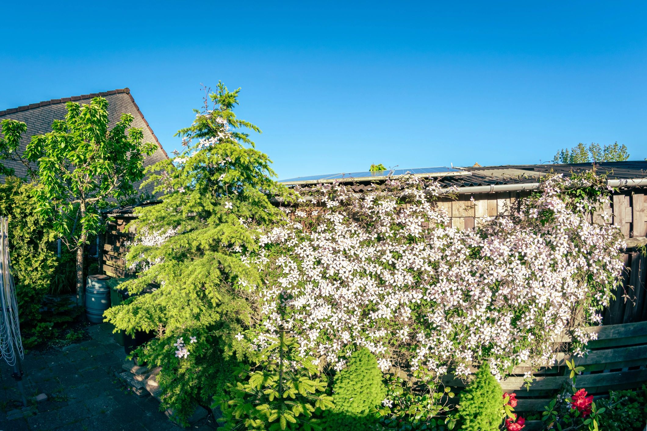 Backyard cedar tree with flowering clematis