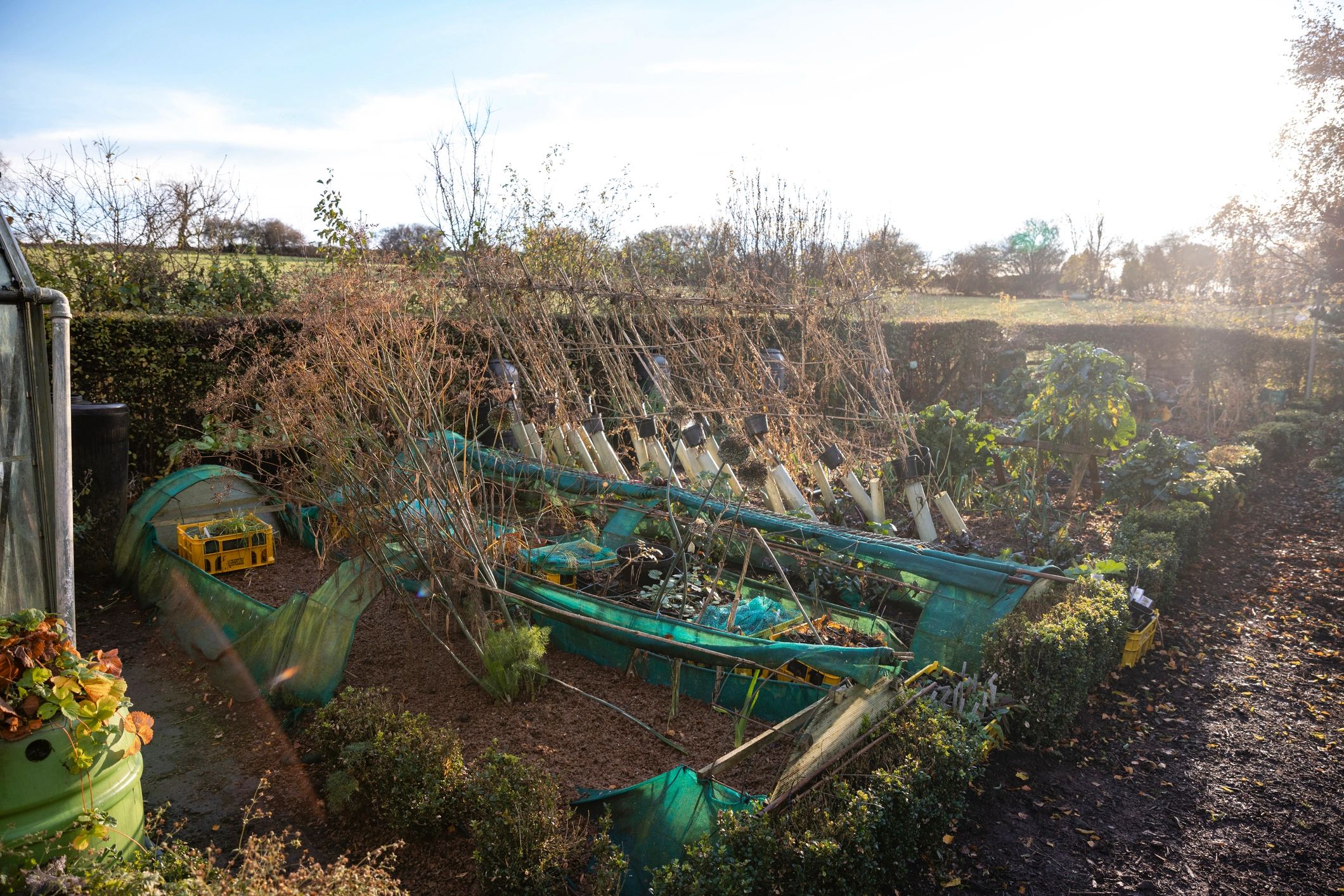 Australian-style garden landscape with trees and planting