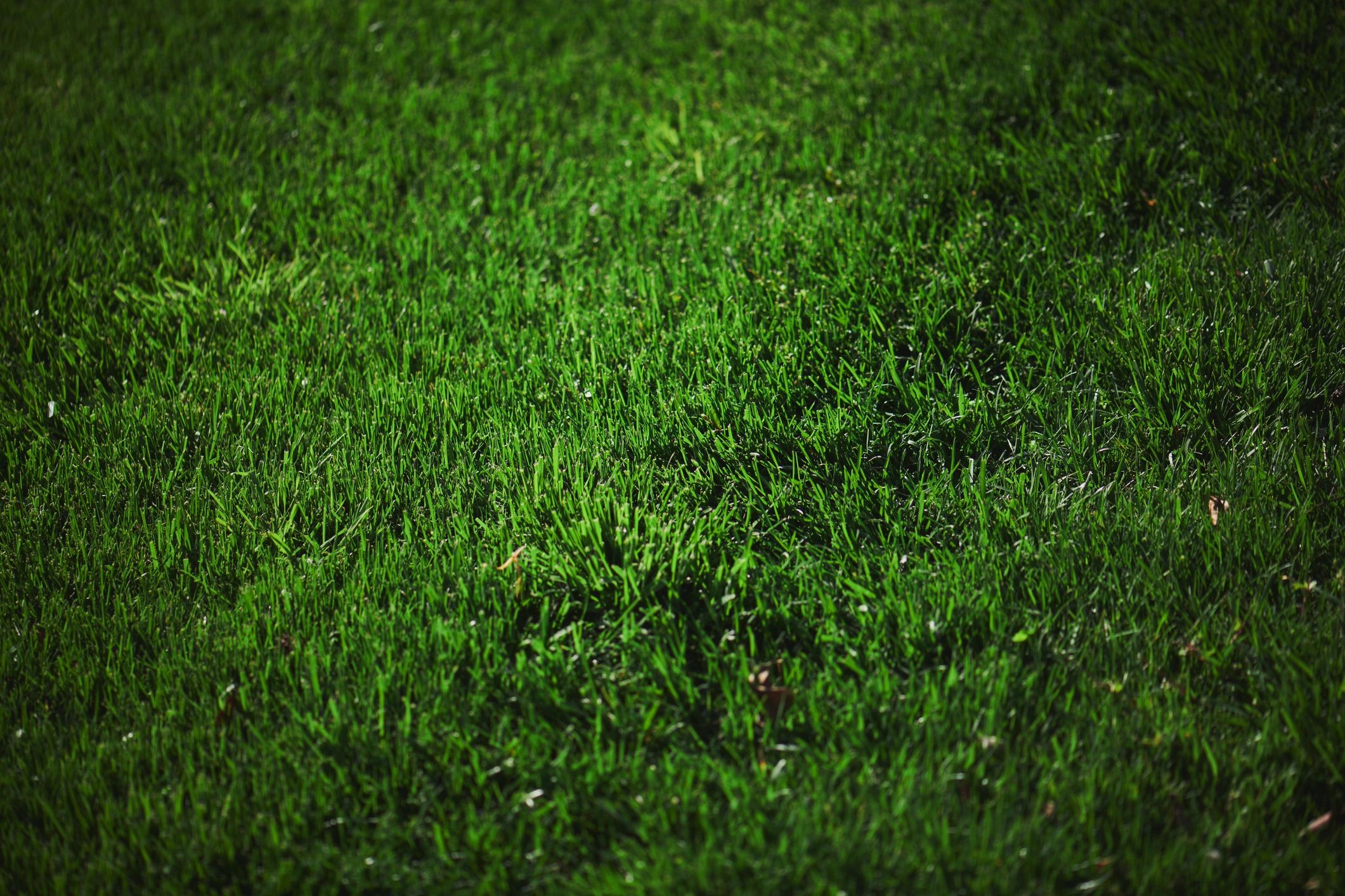 Australian lawn with healthy green grass