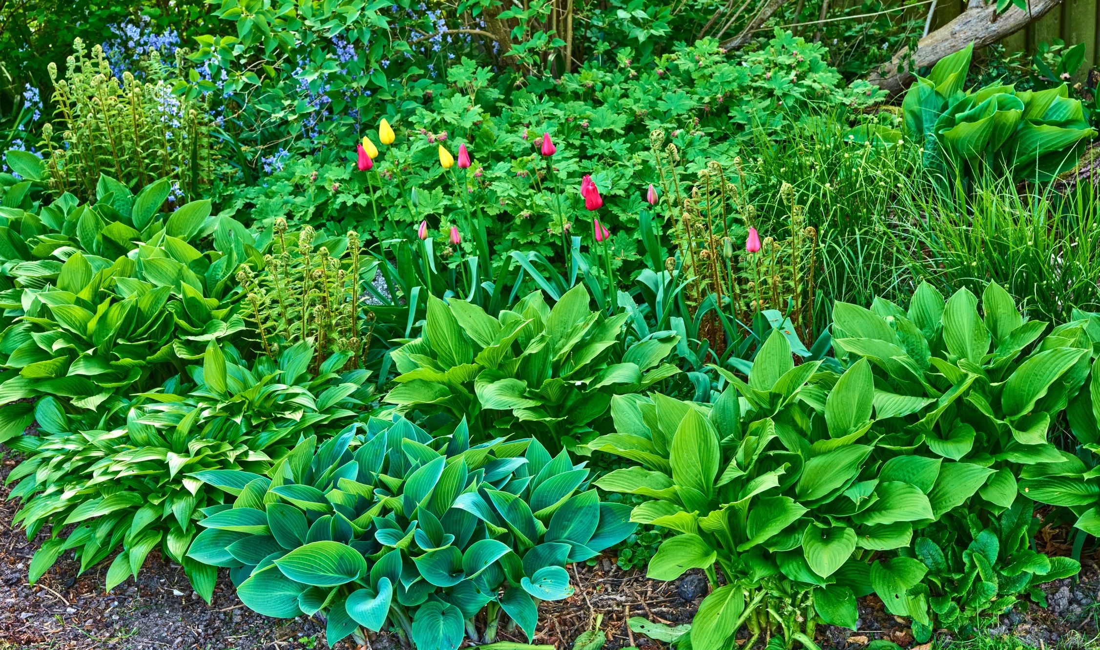 Colourful garden bed with lush foliage and flowers