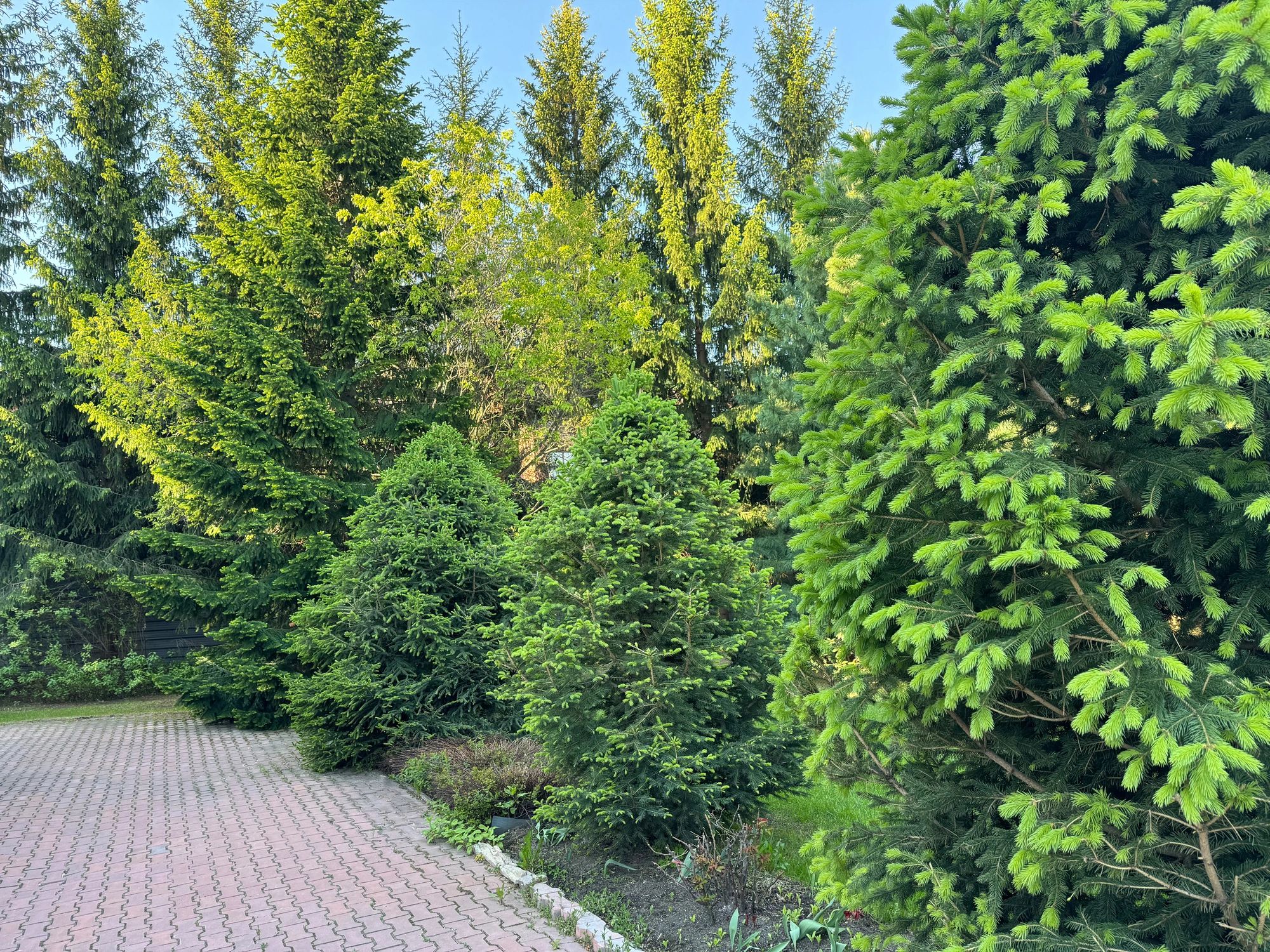 Landscaped garden walkway with evergreen trees