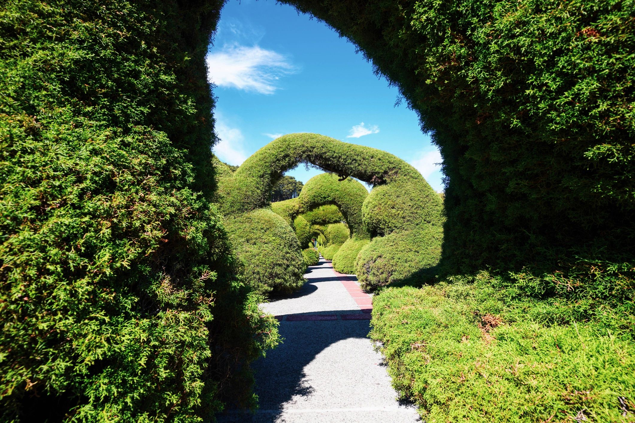Healthy landscaped garden with shaped greenery and vibrant planting