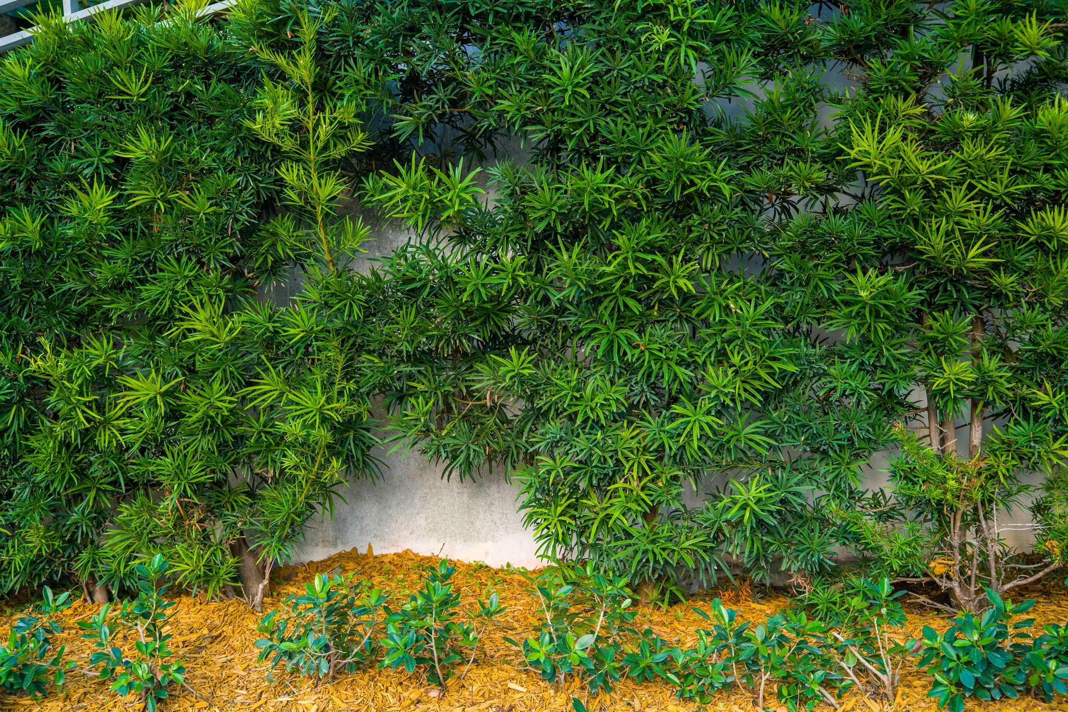 Australian garden bed with hedge and fresh mulch