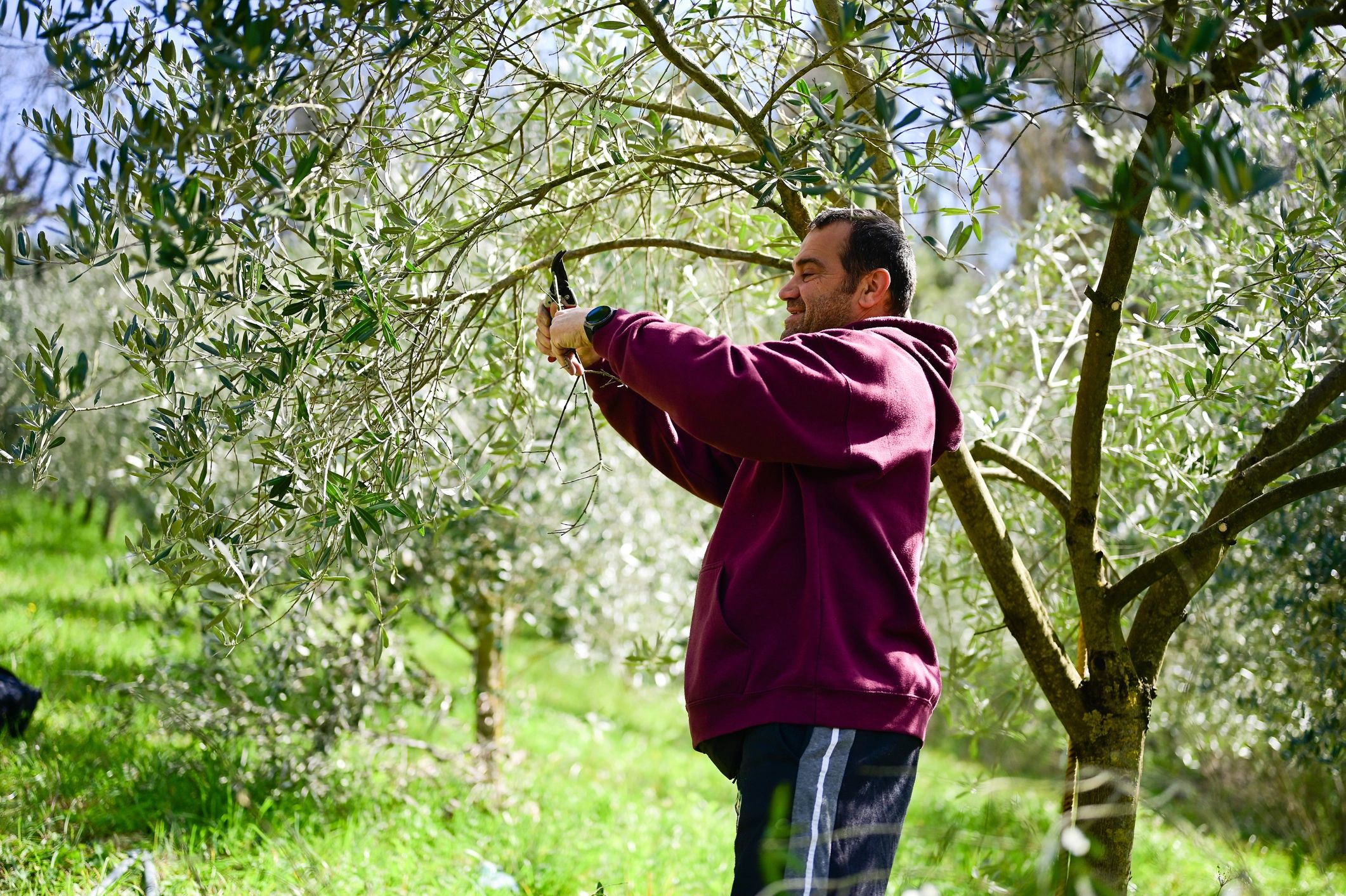 Gardener carefully pruning a tree in a green outdoor setting