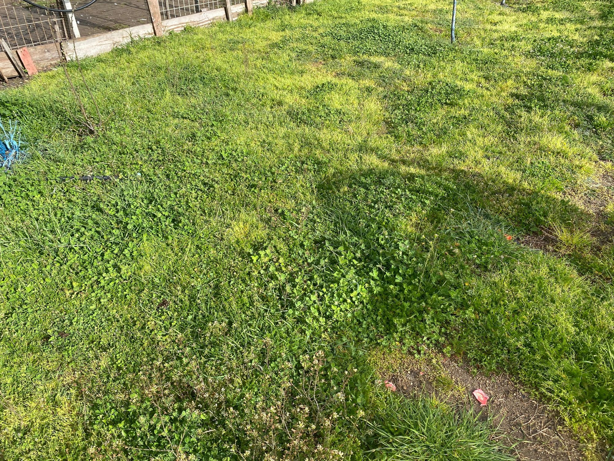 Healthy green lawn in bright sunlight
